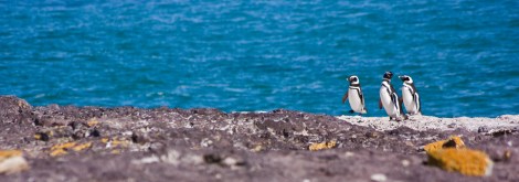 Pingüinos magallánicos