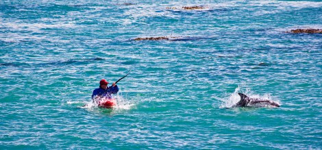Ricardo y un delfín austral