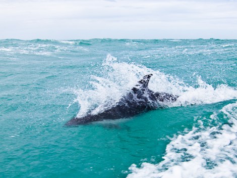Delfín austral