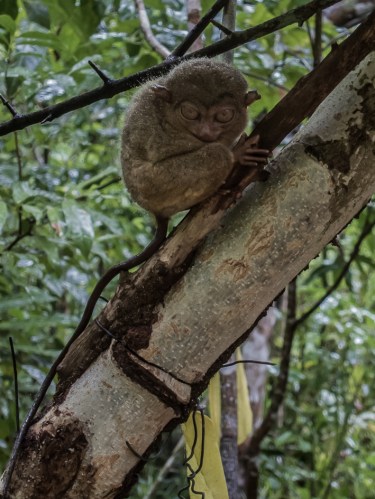 Tarsier