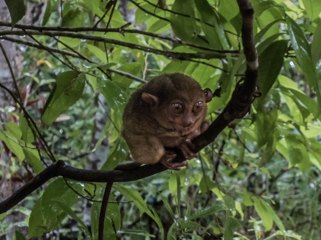 Tarsier