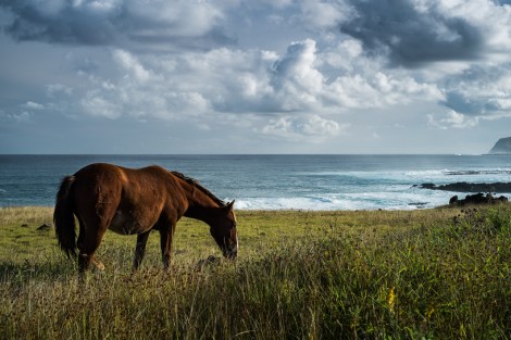 Isla de Pascua caballo