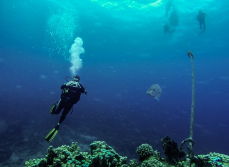 Inmersión Isla de Pascua
