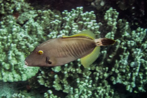 Isla de Pascua diving