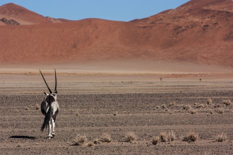 Órice en el desierto del Namib
