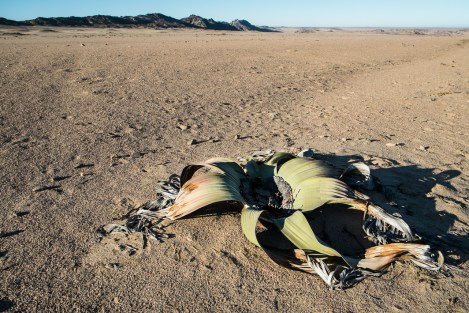 Welwitschia