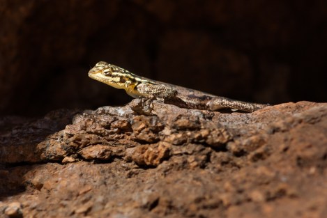 Lizard, Namibia