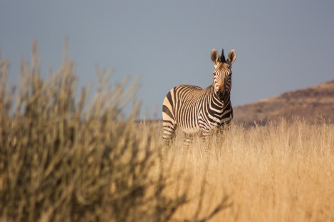 Cebra, Namibia