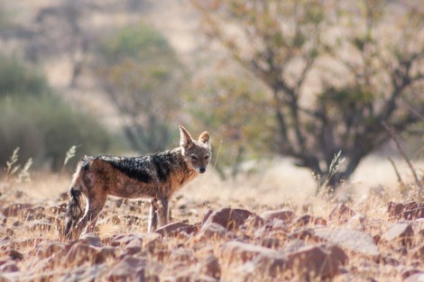 Chacal, Namibia