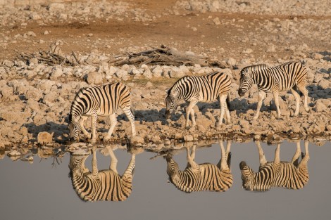 Waterhole zebra