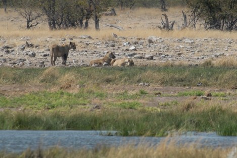 Leonas en Rietfontein
