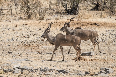 Kudu