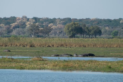 Hipopótamos Mahango Namibia