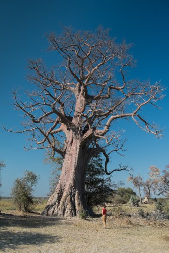 Mahango Namibia Baobab