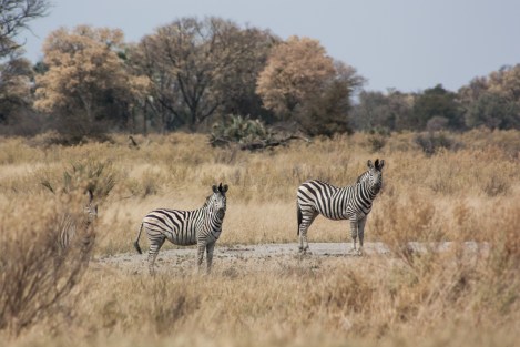 Cebra Botswana
