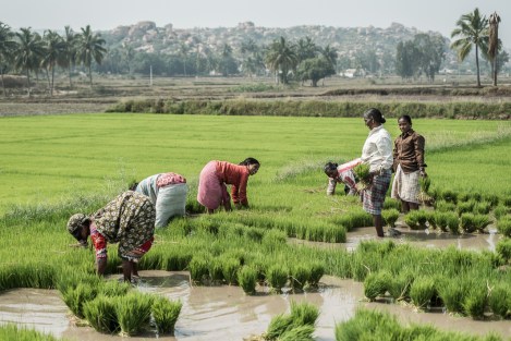 Arrozal, Hampi, India