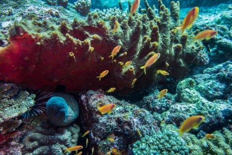 Inmersión en Pulau Weh