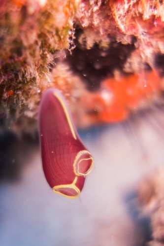 Inmersión en Pulau Weh