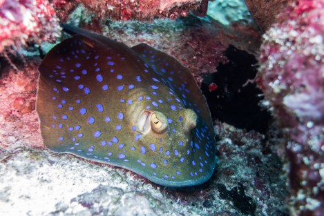 Inmersión en Pulau Weh
