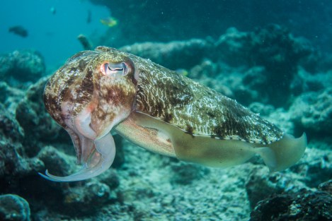 Sepia en una Inmersión en Pulau Weh