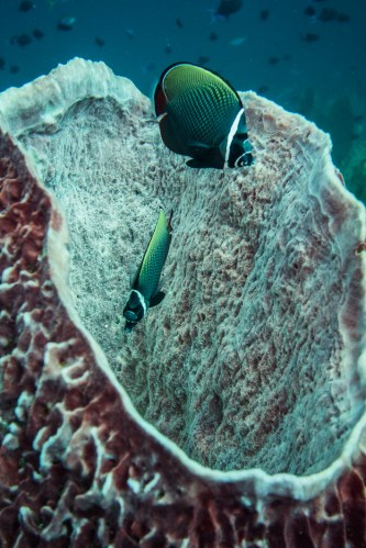 Inmersion en Pulau Weh