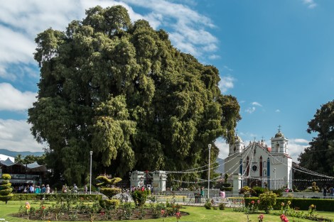 Árbol del Tule