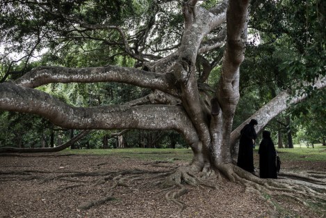 Jardín Botánico, Kandy, Sri Lanka