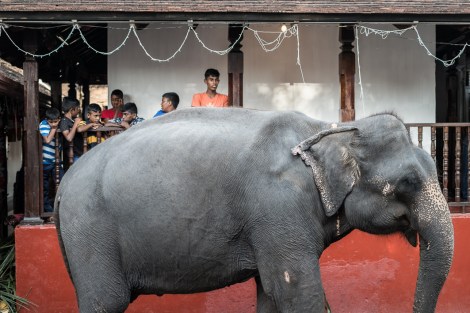 Elefante Esala Perahera