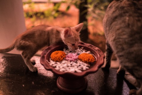 Gatos, Kandy, Sri Lanka