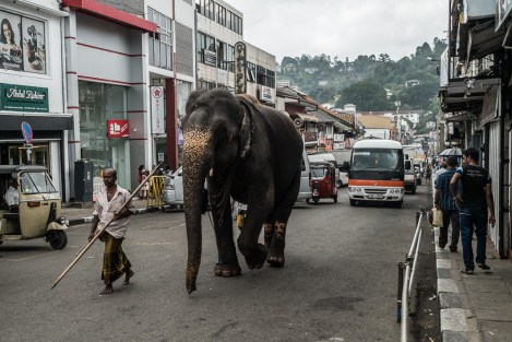 Elefante en las calle de Kandy