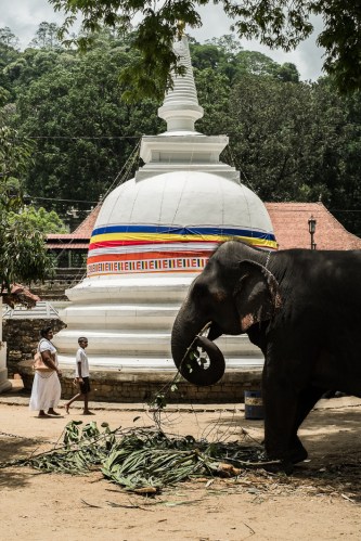 Elefante, Kandy, Sri Lanka