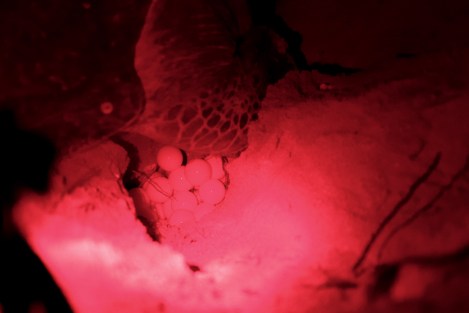 Una tortuga desovando