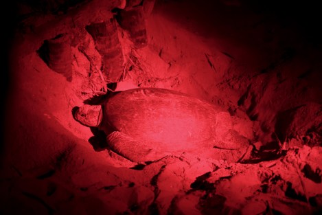 Tortuga verde, Sri Lanka