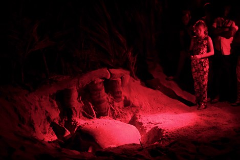 Asociación de la Tortuga