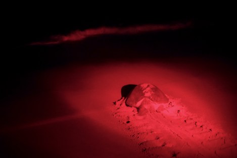 Tortuga verde en Rekawa