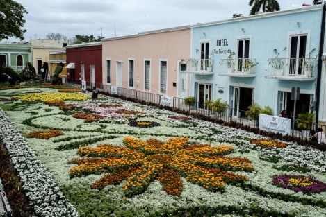 Flores