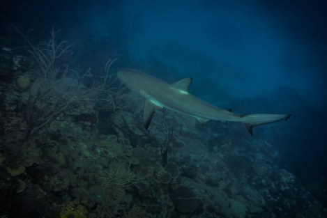 Tiburón en Providencia, Colombia