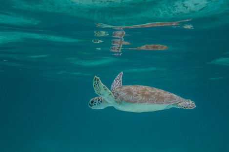 Tortuga Marina, Providencia, Colombia