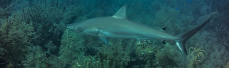 Tiburón en Providence