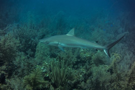 Tiburón en Providence