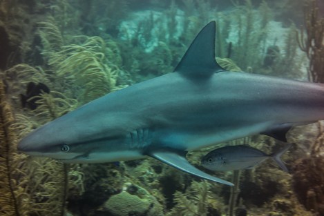 Black tip reef shark, Providencia, Colombia