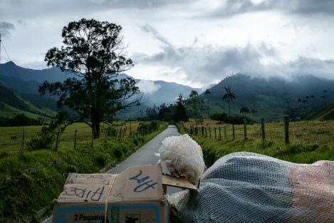 Camino al Valle de Cocora