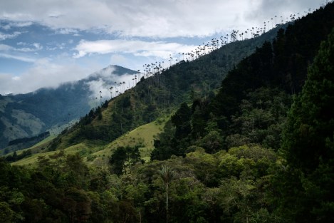 Vista del Valle de Cocora