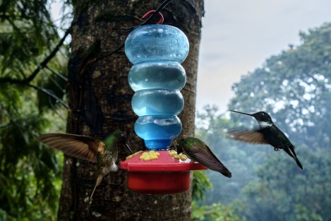 Colibrís