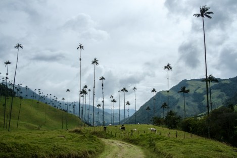 Valle de Cocora