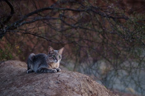 Desierto de la Tatacoa, Colombia